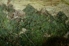 Trichomanes tahitense