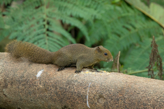 Callosciurus quinquestriatus
