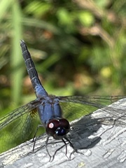 Trithemis festiva