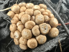 Nidulariaceae