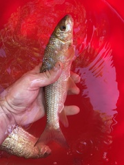 Moxostoma macrolepidotum