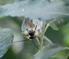 Ichneumonidae
