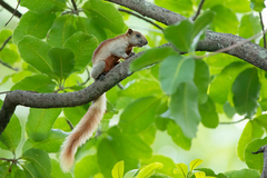 Callosciurus finlaysonii