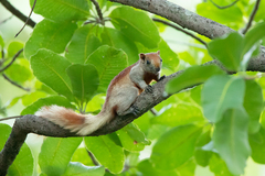 Callosciurus finlaysonii