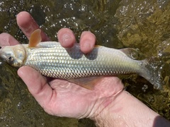 Moxostoma macrolepidotum