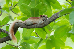 Callosciurus finlaysonii