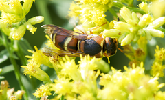 Euodynerus hidalgo