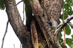 Callosciurus finlaysonii