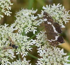 Tenthredo marginella