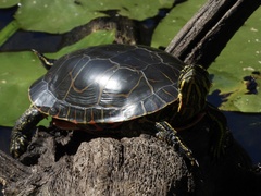 Chrysemys picta bellii