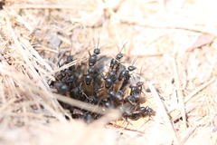 Hymenoptera