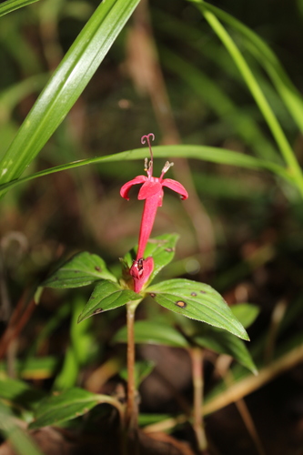 Scarlet Bush (Crusea coccinea)