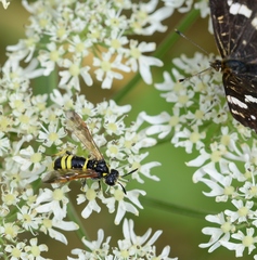 Tenthredo marginella