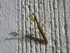 Tenodera angustipennis
