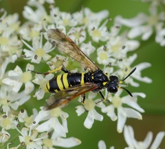 Tenthredo marginella