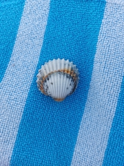 Acanthocardia echinata