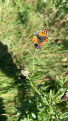Lycaena phlaeas