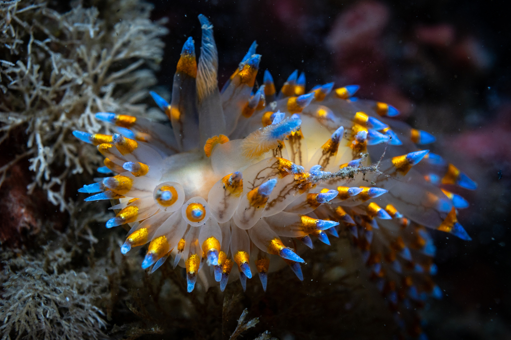 Janolidae