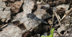Brachythemis leucosticta