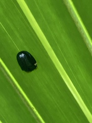 Hemisphaerota cyanea