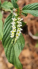 Heliotropium