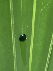 Hemisphaerota cyanea