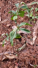 Heliotropium
