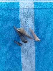 Turritellinella tricarinata