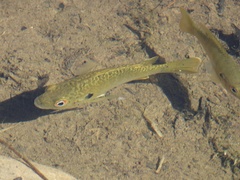 Lepomis macrochirus × cyanellus