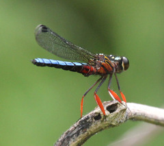 Platycypha caligata