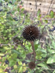 Echinacea purpurea