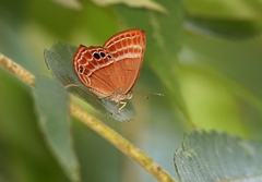 Abisara echerius