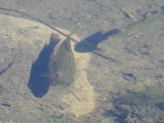 Lepomis macrochirus × cyanellus