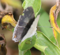 Eicochrysops hippocrates