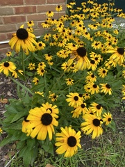 Rudbeckia hirta