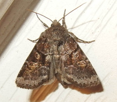 Oligia minuscula