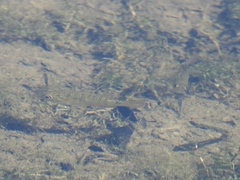 Lepomis macrochirus × cyanellus