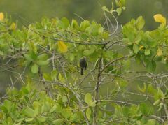 Thraupis palmarum