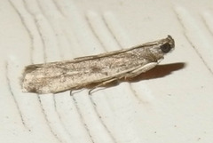 Phycitodes reliquellum
