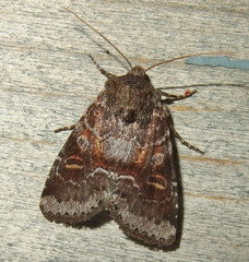 Oligia minuscula