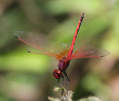 Trithemis arteriosa