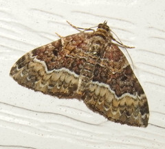 Euphyia intermediata