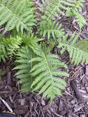Matteuccia struthiopteris