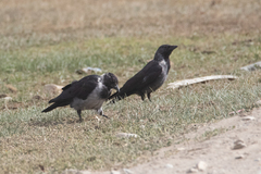 Corvus dauuricus