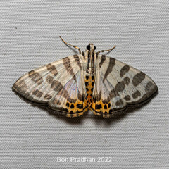 Pycnarmon abraxalis