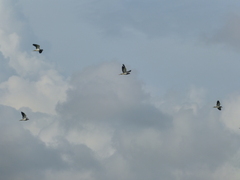 Vanellus indicus