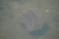 Potamotrygon motoro
