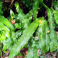 Asplenium scolopendrium