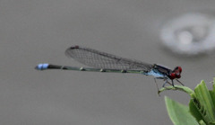 Pseudagrion sublacteum