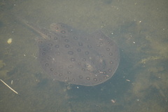 Potamotrygon motoro